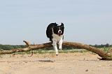 BORDER COLLIE 484